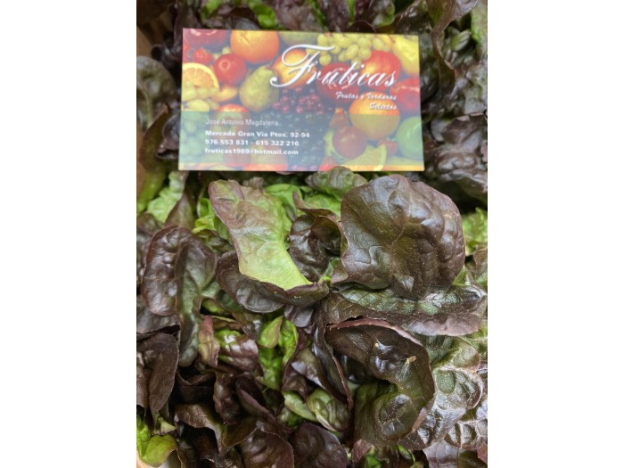 Lechuga Hoja de Roble