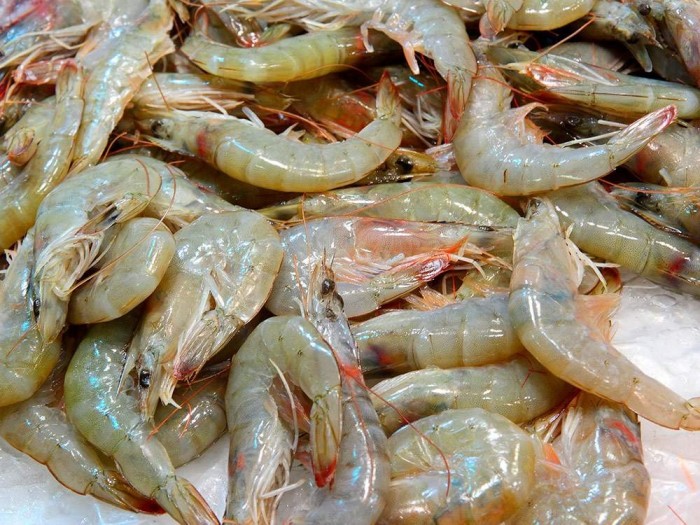 Langostino de cultivo