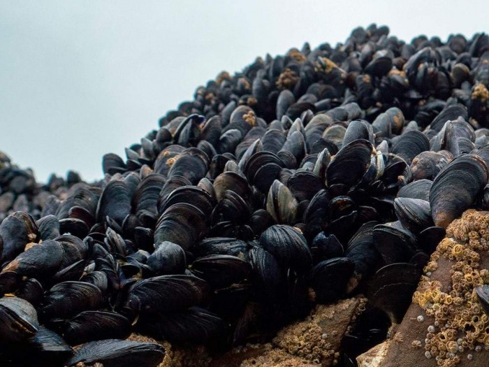 Mejillón de roca