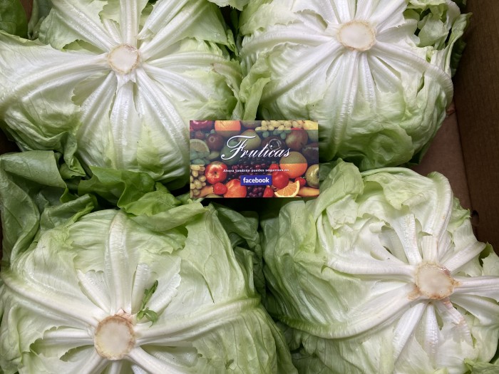 LECHUGA DE TROCADERO